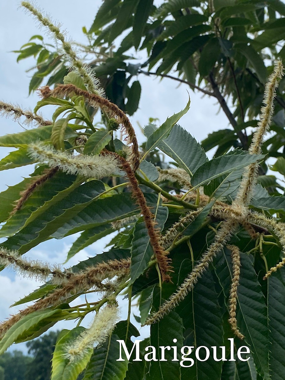 Marigoule chestnuts